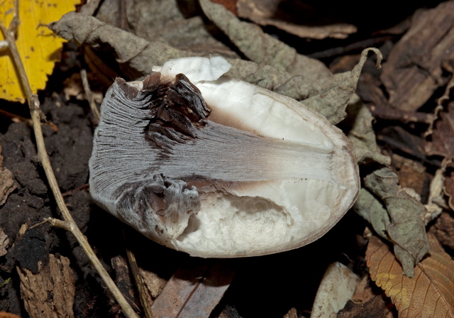 Coprinopsis atramentaria? Psathyrellaceae