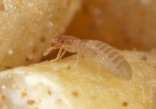 Liposcelis sp. Liposcelidae