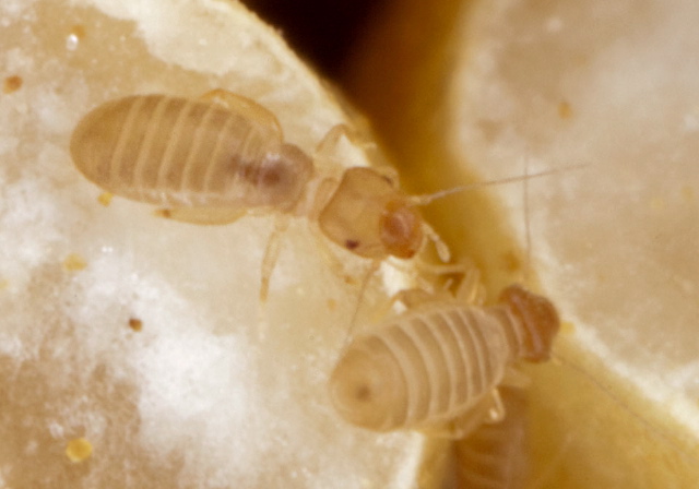Liposcelis sp. Liposcelidae