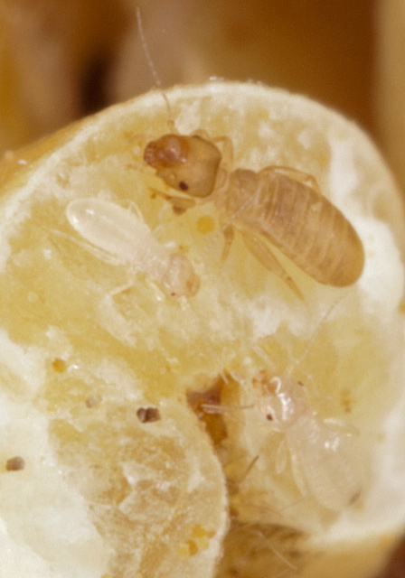Liposcelis sp. Liposcelidae