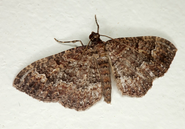 Disclisioprocta stellata Geometridae