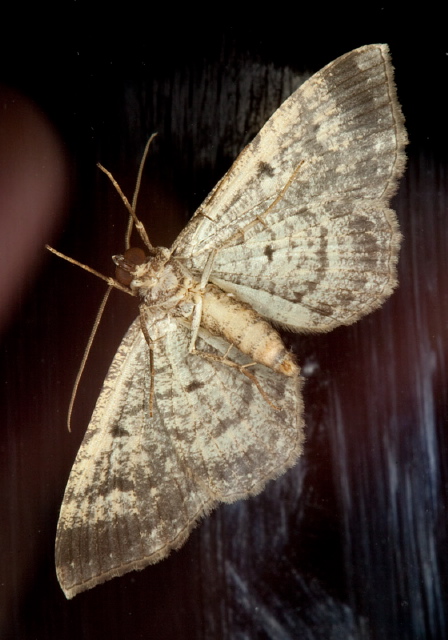 Disclisioprocta stellata Geometridae