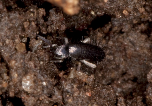 Tomocerus minor? Tomoceridae