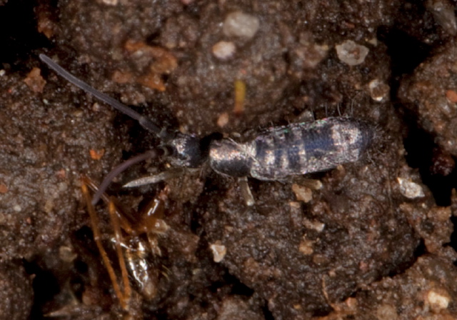 Tomocerus minor? Tomoceridae