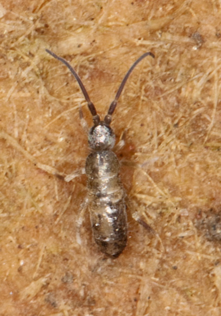 Tomocerus minor? Tomoceridae