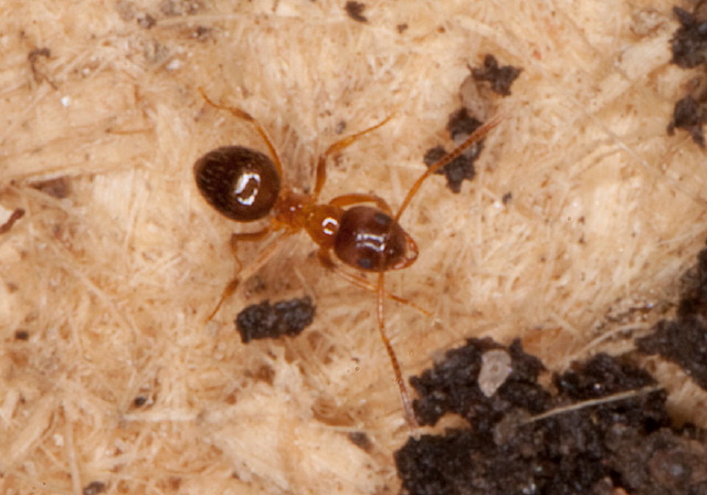 Nylanderia flavipes Formicidae