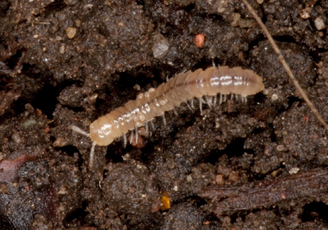 Oxidus gracilis? Paradoxosomatidae