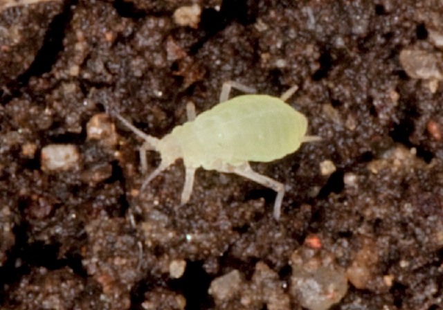   Aphididae