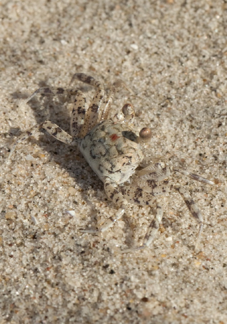 Ocypode quadrata Ocypodidae