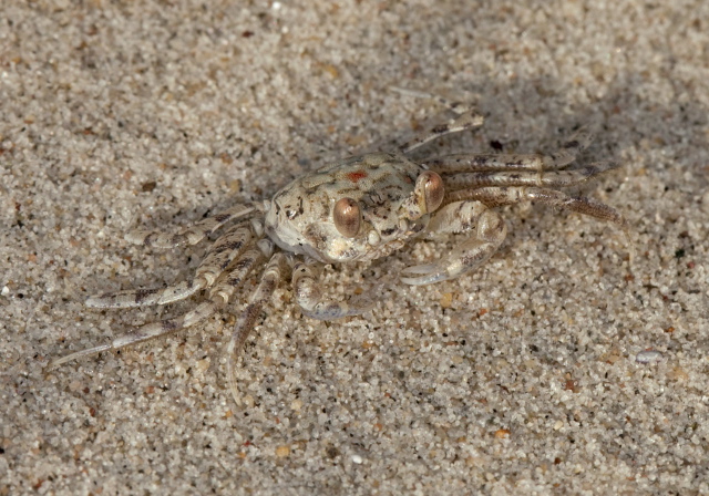 Ocypode quadrata Ocypodidae