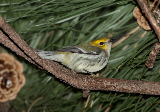 Dendroica virens Parulidae