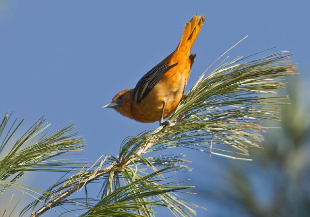 Icterus galbula Icteridae