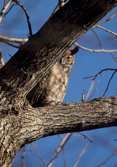 Bubo virginianus Strigidae