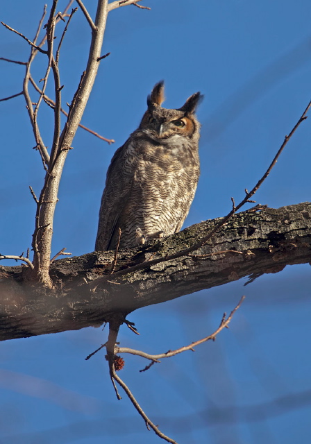 Bubo virginianus Strigidae