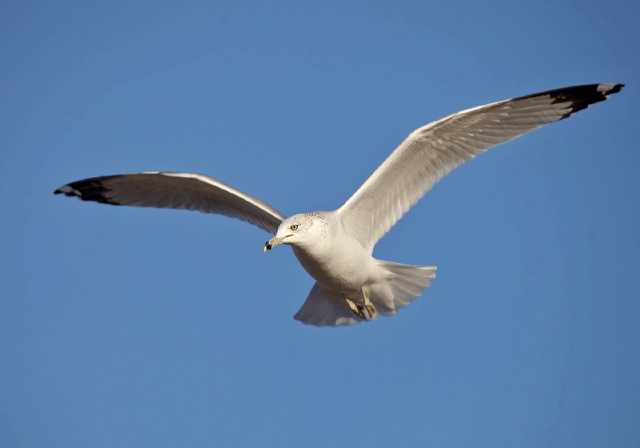 Larus delawarensis Laridae