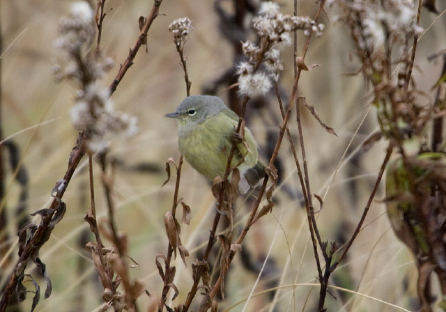 Vermivora celata Parulidae