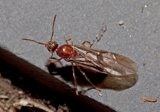 Prenolepis imparis Formicidae