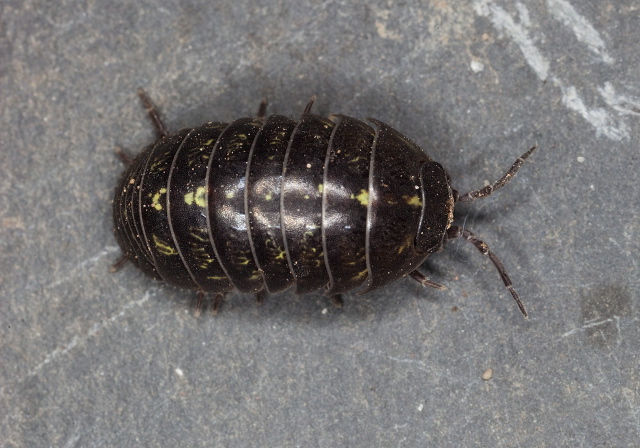 Armadillidium vulgare Armadillidiidae