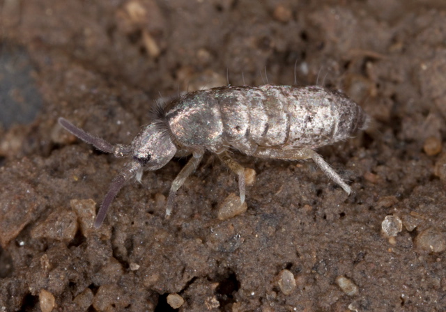   Tomoceridae