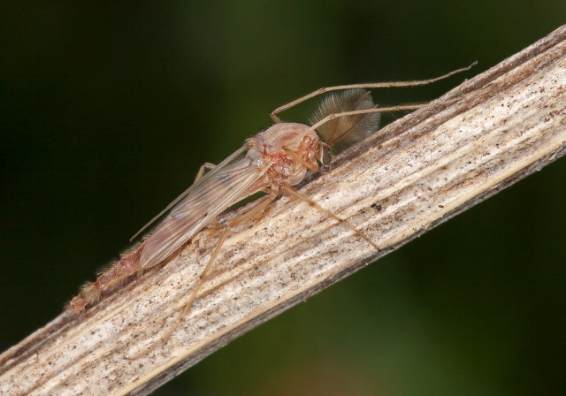 Chironomus (Chironomus) sp. Chironomidae