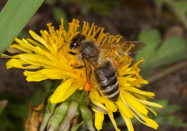 Apis mellifera Apidae