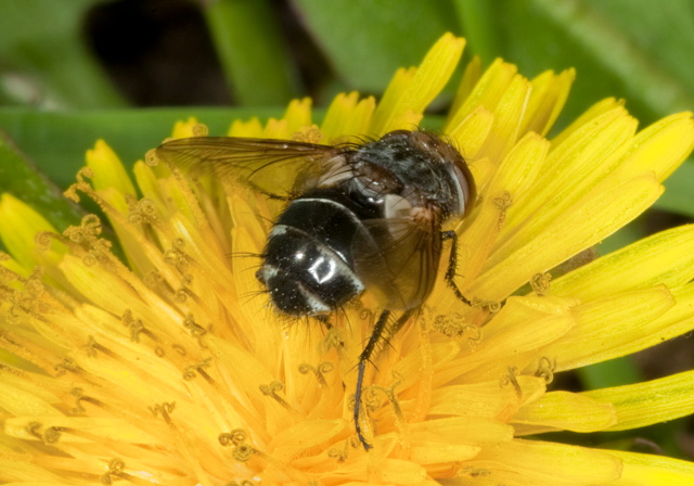 Gonia sp. Tachinidae