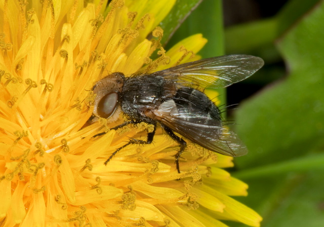 Gonia sp. Tachinidae