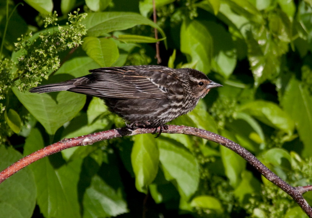 Agelaius phoeniceus Icteridae