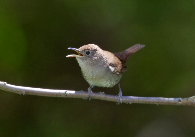 Troglodytes aedon Troglodytidae