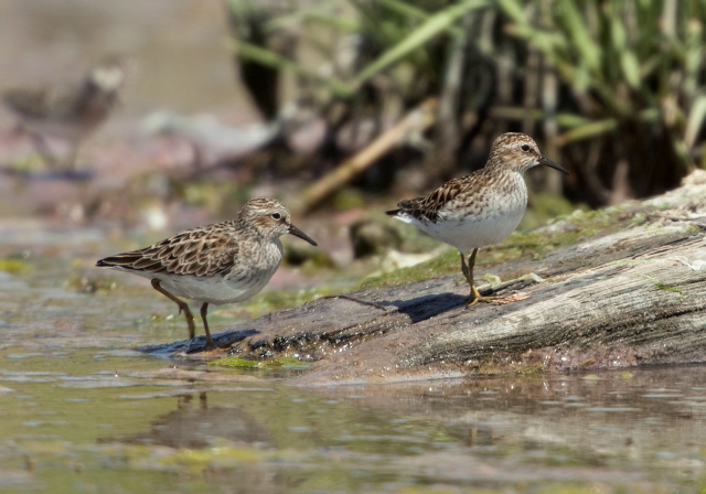 Calidris minutilla Scolopacidae