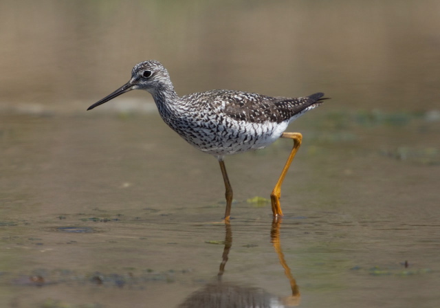 Tringa melanoleuca Scolopacidae