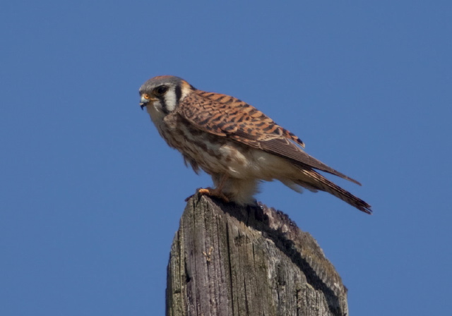 Falco sparverius Falconidae