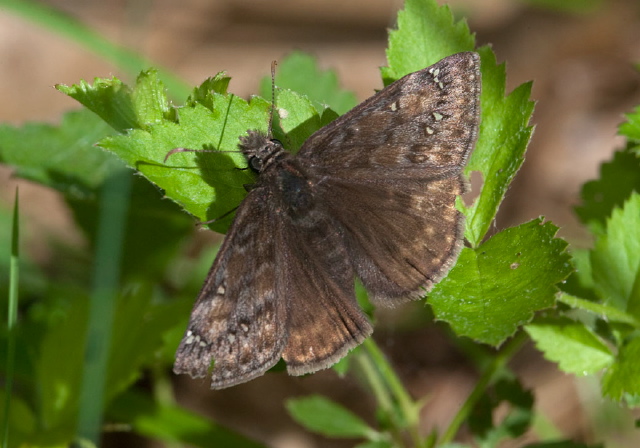 Erynnis juvenalis Hesperiidae