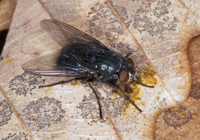 Calliphora sp. Calliphoridae