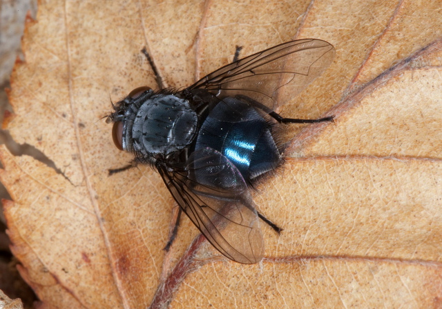 Calliphora sp. Calliphoridae