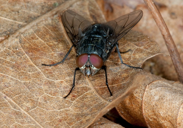 Calliphora sp. Calliphoridae