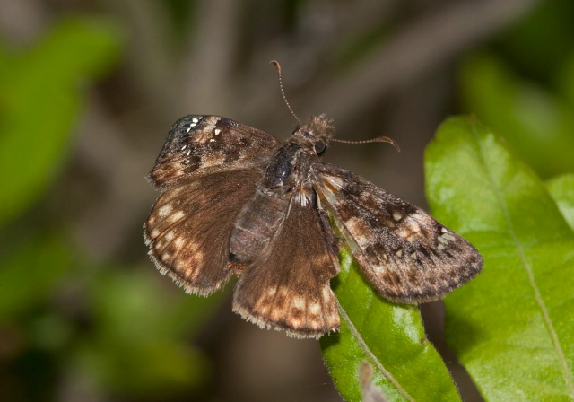 Erynnis juvenalis Hesperiidae