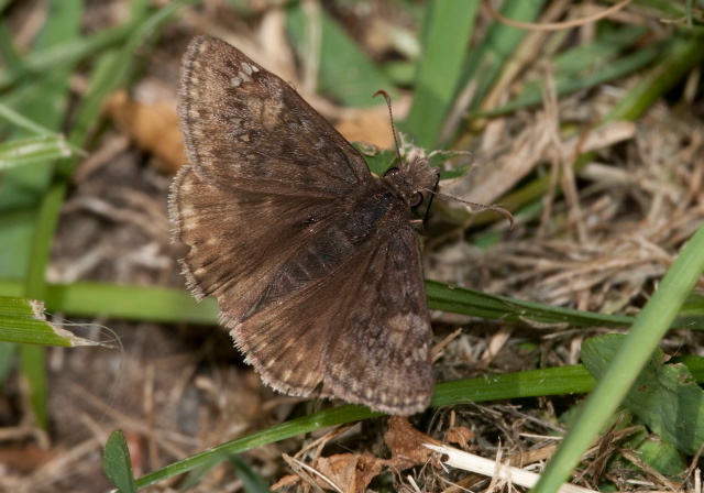 Erynnis juvenalis Hesperiidae