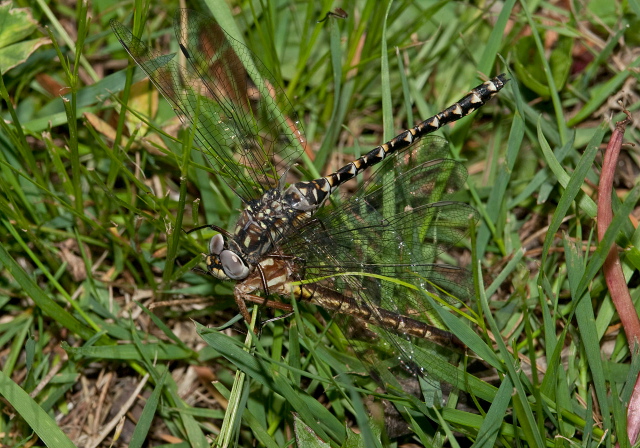 Gomphaeschna furcillata Aeshnidae