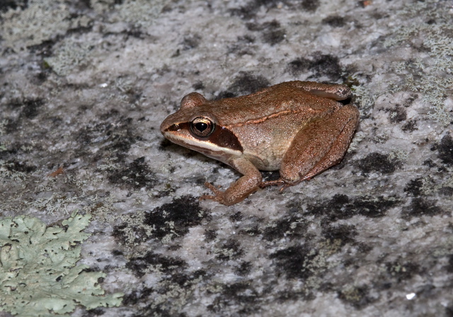 Rana sylvatica Ranidae