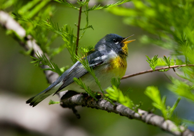 Parula americana Parulidae