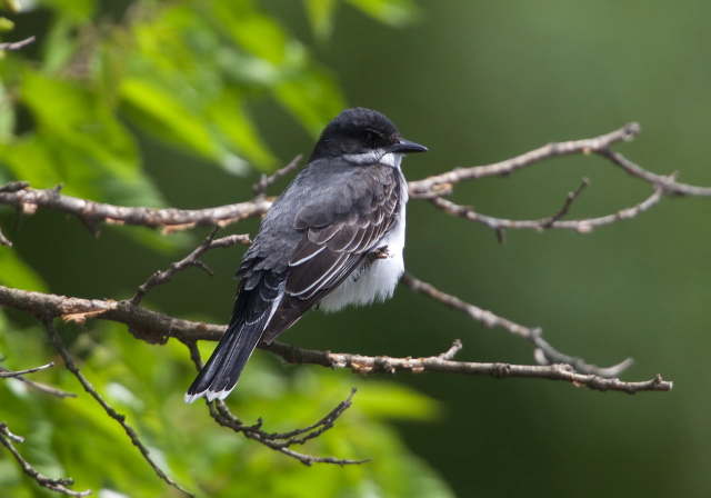 Tyrannus tyrannus Tyrannidae