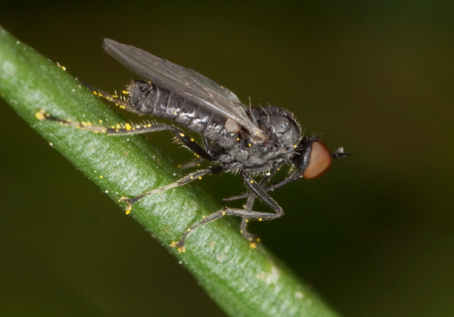 Empis sp.? Empididae
