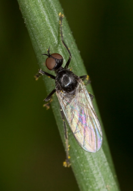 Empis sp.? Empididae