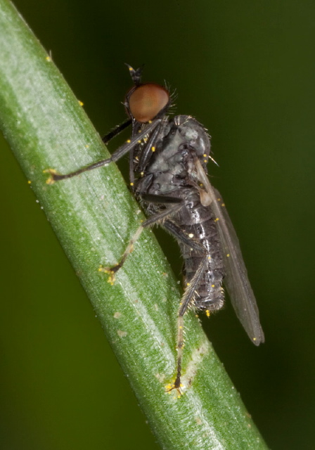 Empis sp.? Empididae