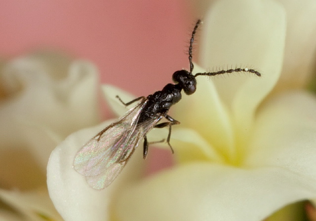   Eurytomidae