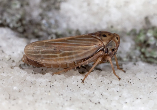 Agallia quadripunctata Cicadellidae
