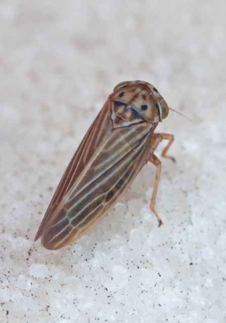 Agallia constricta? Cicadellidae