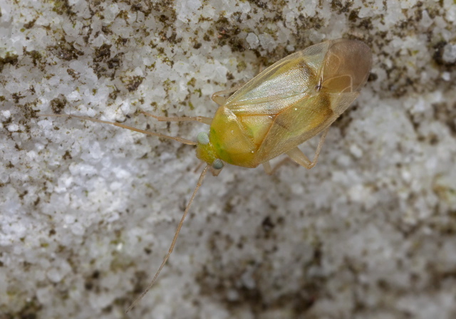 Apolygus lucorum Miridae