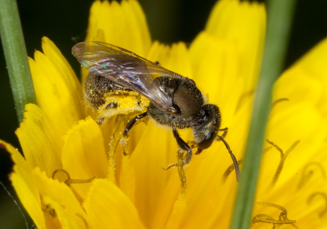 Lasioglossum (Dialictus) Halictidae